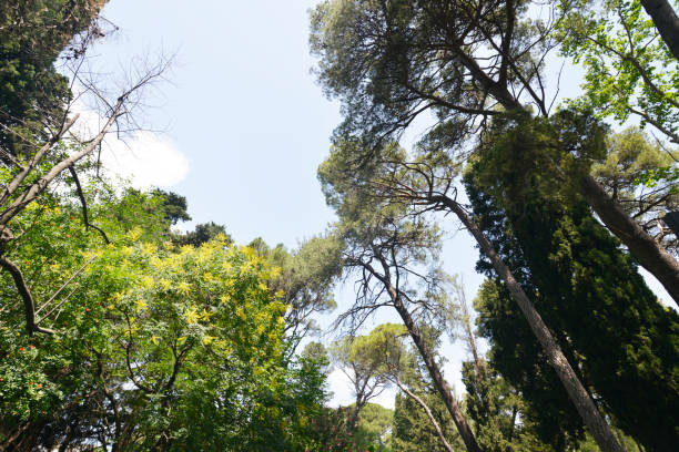 istock In the shade of Pines, various deciduous trees an Oleanders 1009172120