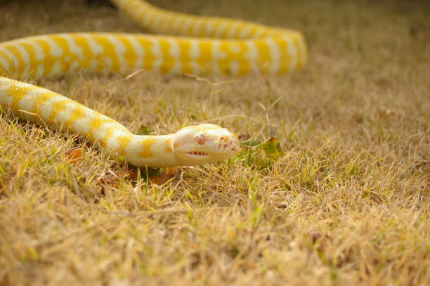 istock a captive pet Albino python on the lawn in a backyard in rural Australia 1009176478