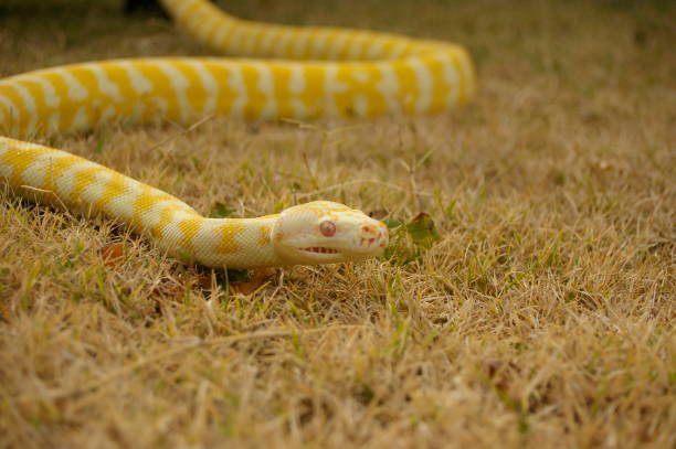 ein gefangenen haustier albino-python auf dem rasen in einem hinterhof im ländlichen australien - royal python stock-fotos und bilder