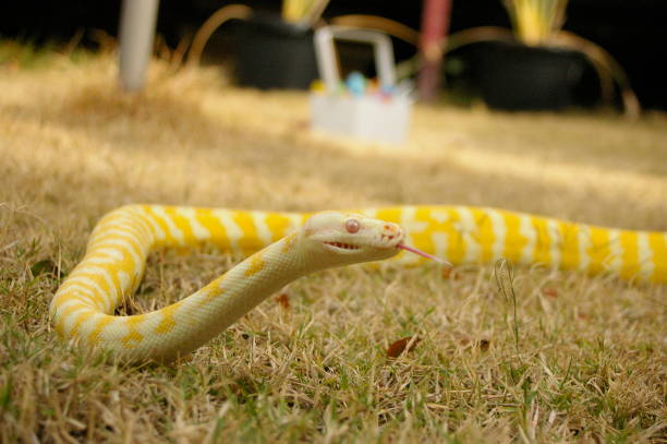 ein gefangenen haustier albino-python auf dem rasen in einem hinterhof im ländlichen australien - royal python stock-fotos und bilder