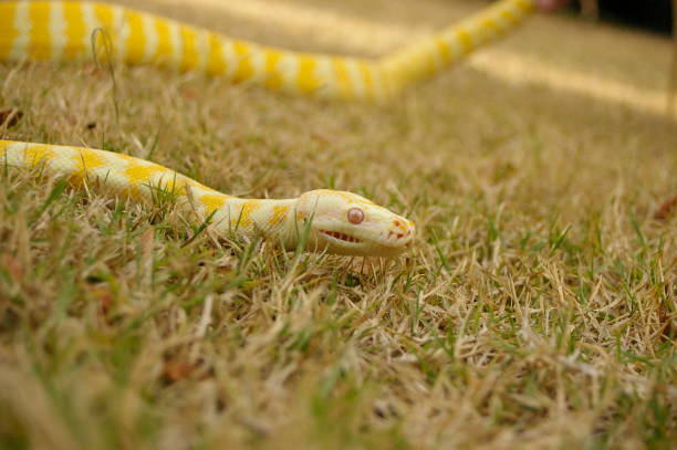istock a captive pet Albino python on the lawn in a backyard in rural Australia 1009176610