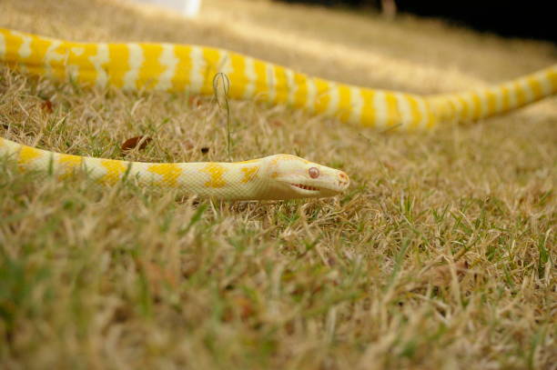 istock a captive pet Albino python on the lawn in a backyard in rural Australia 1009176636