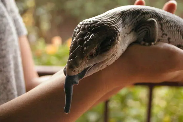 tame, captive, native blue-tongued lizard being held in the hands of it's owner in a home in rural Australia
