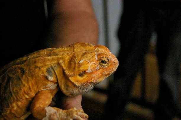 istock tame, captive, native orange leather back bearded dragon being held by it's owner in a home in rural Australia 1009178974