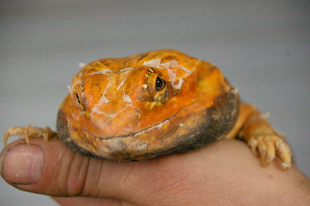 istock tame, captive, native orange leather back bearded dragon being held by it's owner in a home in rural Australia 1009179104