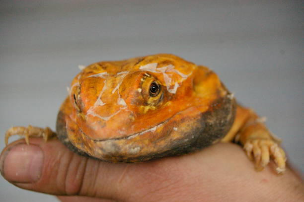 istock tame, captive, native orange leather back bearded dragon being held by it's owner in a home in rural Australia 1009179106