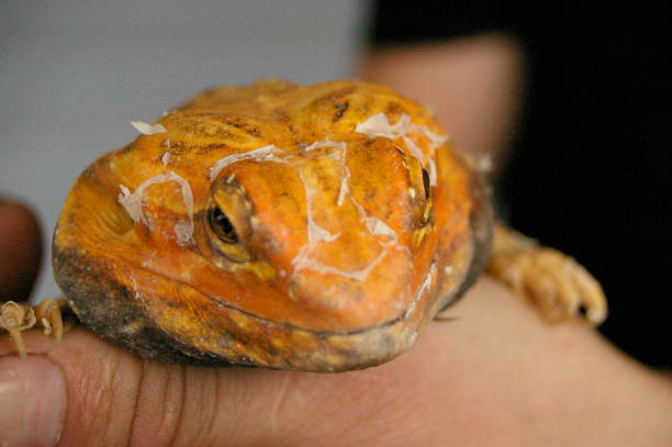 istock tame, captive, native orange leather back bearded dragon being held by it's owner in a home in rural Australia 1009179132