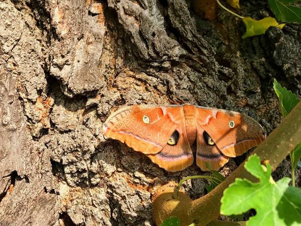 antheraea polyphemus (weiblich) - eichenseidenspanner stock-fotos und bilder