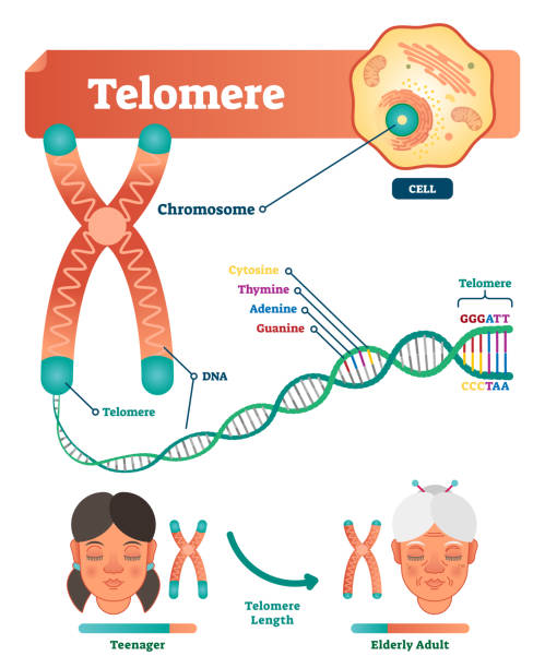 Telomere vector illustration. Educational and medical scheme with cell, chromosome and DNA. Labeled anatomical diagram with cytosine, thymine, adenine and guanine. Telomere vector illustration. Educational and medical scheme with cell, chromosome and DNA. Labeled diagram with cytosine, thymine, adenine and guanine. Teenager length compared with elderly adult. dna nucleotide stock illustrations