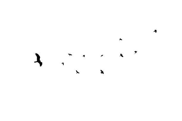 istock birds different sizes isolated, flock black crow at white background 1009183652