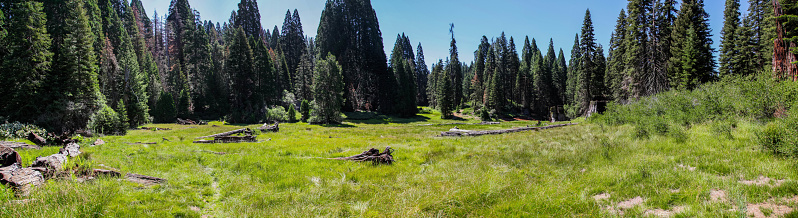 Panoramic view of lush meadow in Big Stump Basin Sequoia National Park