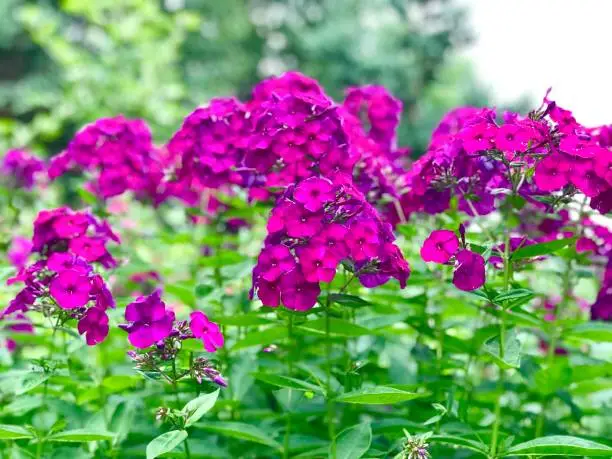 Close view of a group of tall garden phlox, a perennial wildflower native to central and eastern North America.