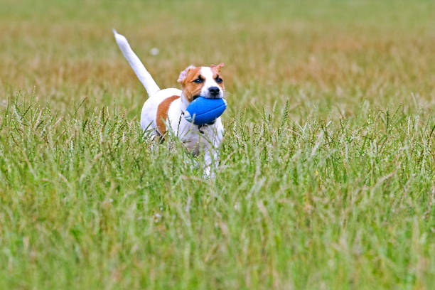 istock Jack Russell playes in the grass with the ball 1009206056