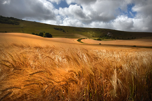 A field of ripening Barley cereal crop growing on the South Downs of England against the backdrop of the ancient chalk giant figure The Long Man of Wilmington