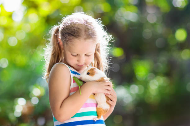 Child with guinea pig. Cavy animal. Kids and pets. Child playing with guinea pig. Kids feed cavy animals. Little girl holding and feeding domestic animal. Children take care of pets. Preschooler kid petting hamster. Pet rodents. Trip to zoo or farm. animals in captivity photos stock pictures, royalty-free photos & images
