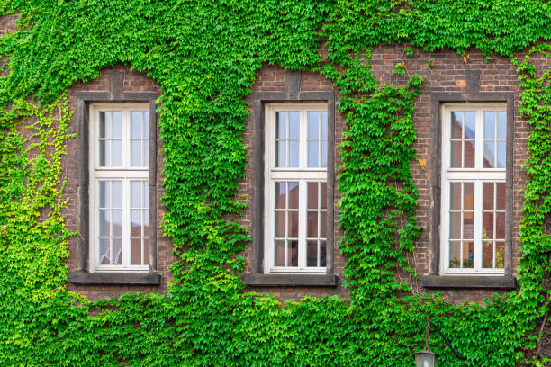 istock three windows of a brick building surrounded by a green vine 1009213878
