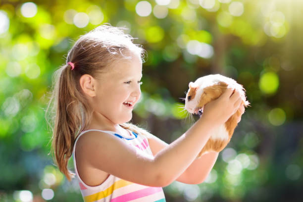 モルモットとの子。cavy 動物。子供たちとペット。 - guinea pig pets child stroking ストックフォトと画像