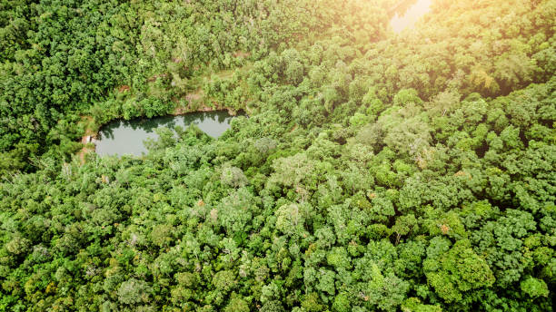 istock Top view from the drone to the forest. 1009216232