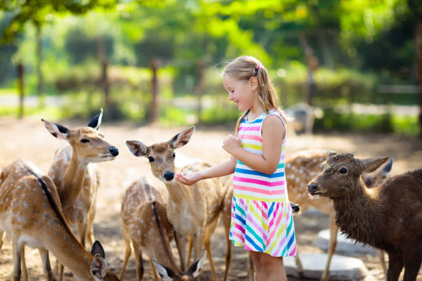 istock Child feeding wild deer at zoo. Kids feed animals. 1009216392