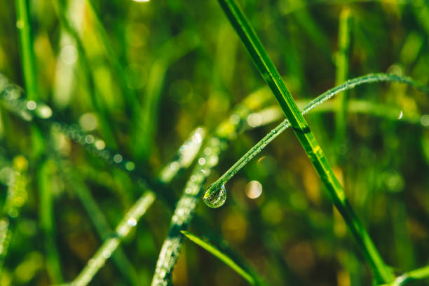 istock Beautiful vivid shiny green grass with dew drops close-up with copy space. Pure, pleasant, nice greenery with rain drops in sunlight in macro. Background from green textured plants in rain weather. 1009216802