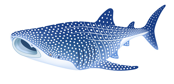 The whale shark, isolated on the white background.