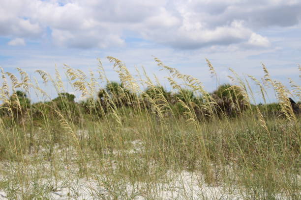 istock Sea Oats on the Dunes 1009224138
