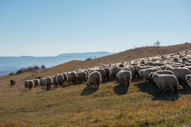 istock Flock of sheep grazing on meadow 1009224266