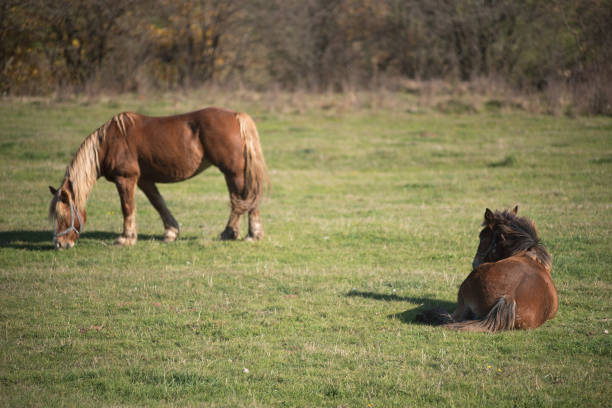 istock Horses in the meadow 1009224278