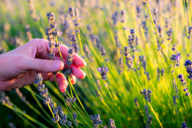 istock Woman hand touching flowers 1009226452