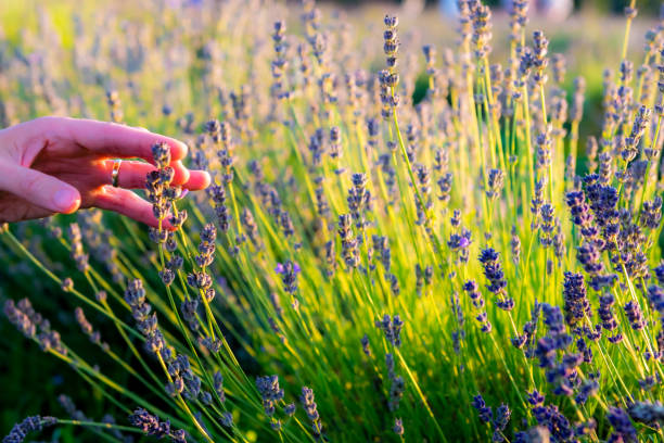 istock Woman hand touching flowers 1009226534