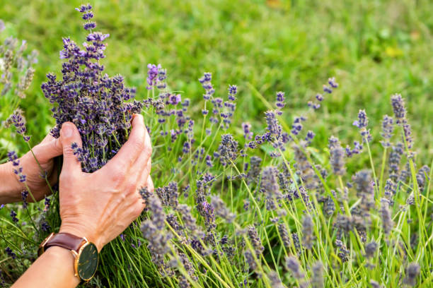 istock Woman hand touching flowers 1009229414