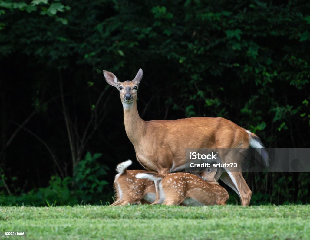 Two white tailed deer fawns with mother in a field in Pennsylvania. White tailed deer fawns nursing as mother looks at camera. Mammal Stock Photo