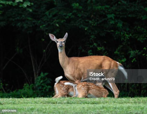 Two White Tailed Deer Fawns With Mother In A Field In Pennsylvania Stock Photo - Download Image Now