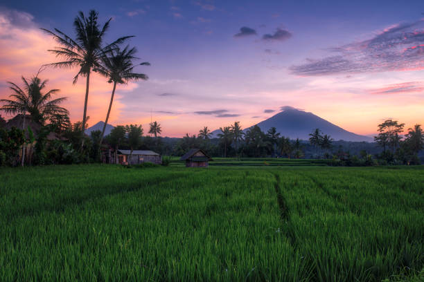 istock Mount Agung volcano amidst rice fields at sunrise 1009244522