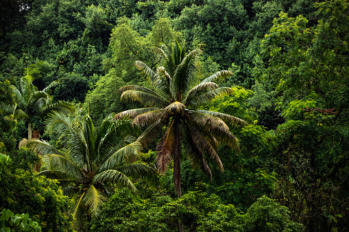 Lush tropical jungle
