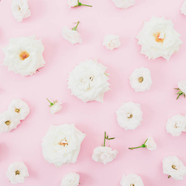 istock White roses arrangement on pink background. Flat lay, top view. Pastel background. Floral pattern. 1009254438