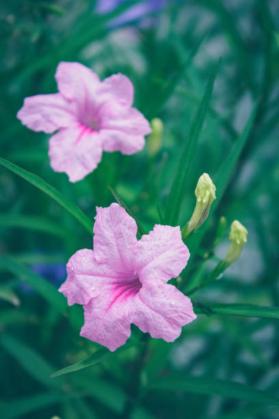 istock Ruellia tuberosa morning. 1009266782