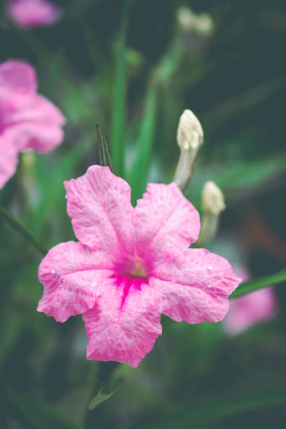 istock Ruellia tuberosa morning. 1009266798