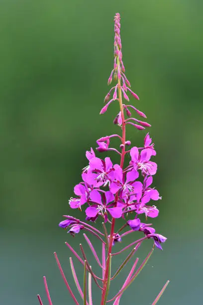 Fireweed is a tall showy wildflower that grows from sea level to the sub-alpine zone.