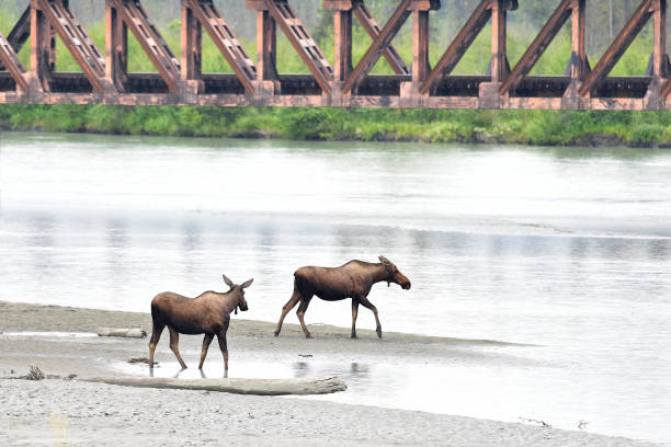 ヘラジカの交差点 - moose crossing sign ストックフォトと画像