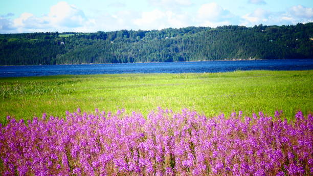 istock Field with pink wildflowers at the water's edge bordering a mountain 1009269870
