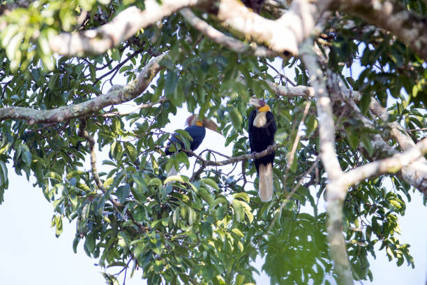 istock Hornbill bird : a flock of Plain-pouched hornbill (Rhyticeros subruficollis) 1009271998