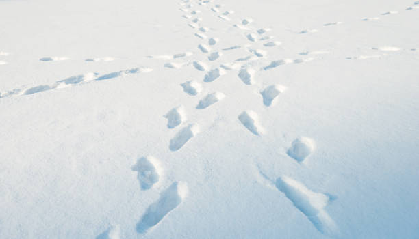 istock Footprints in the snow field 1009272548