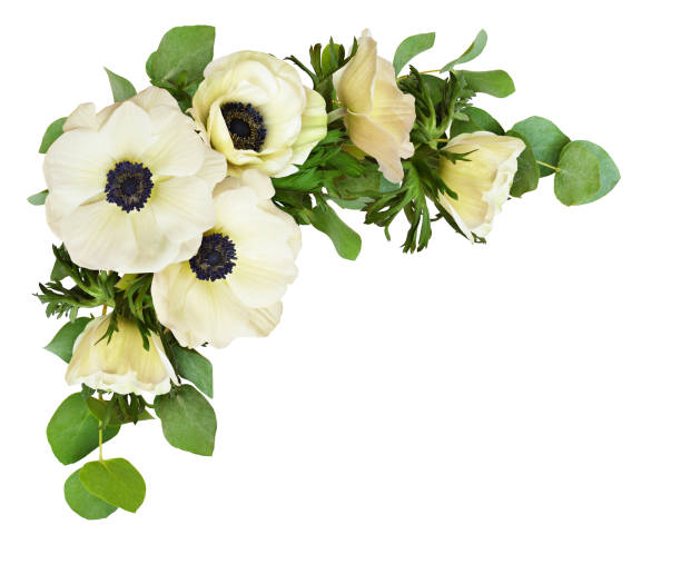 White anemone flowers and eucalyptus leaves in a corner arrangement isolated on white background. Flat lay. Top view.