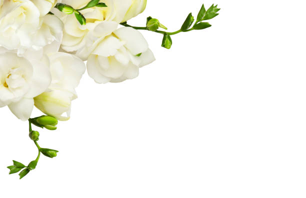 istock Fresh white freesia flowers in a corner arrangement 1009277004