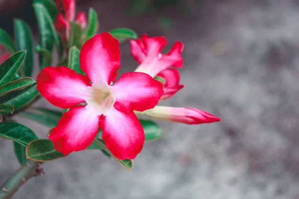 beautiful fresh red Azalea flowers in the garden.
