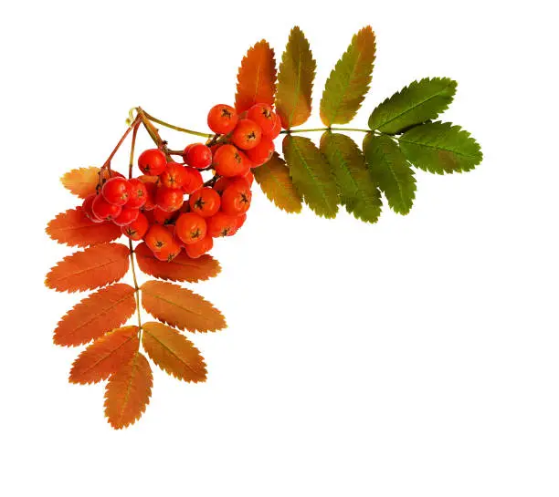 Autumn rowanberries and leaves in a corner arrangement isolated on white background