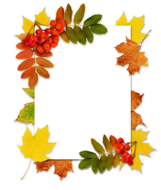Autumn rowanberries and leaves in a corner arrangements with a frame on white background