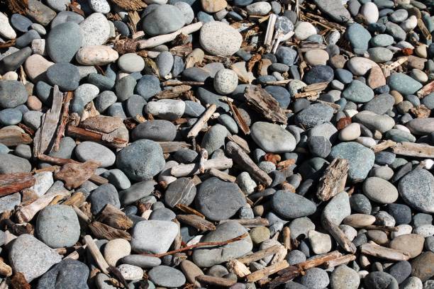 istock Smooth pebbles and driftwood flotsam on a sunny beach 1009294890