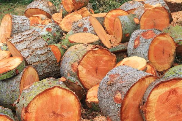 istock Fresh cut fir log rounds 1009294926